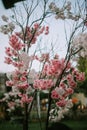 fake cherry blossom decorations planted on a tree branch Royalty Free Stock Photo
