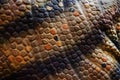 Fake dinosaur skin texture background