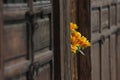 Fake flower lengthen from the wooden gate Royalty Free Stock Photo