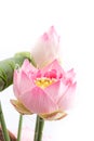Fake flower with pink lotus on white backg Royalty Free Stock Photo