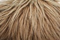 Brown fake fur close-up wit hairs Royalty Free Stock Photo