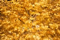 Fake golden leaf on tree background