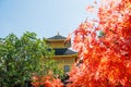 Fake Golden pavillion of Kinkakuji temple with red maple leaf