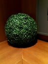 Fake green tree decorate home