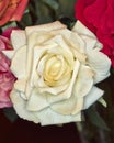 Fake handmade pale white rose flower Royalty Free Stock Photo