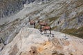 Fake Ibex of the Alps on the Rocks of the Italian Mountain Alps in Summer Day