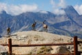 Fake Ibex of the Alps on the Rocks of the Italian Mountain Alps in Summer Day