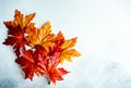 Fake maple leaves on the concrete background Royalty Free Stock Photo
