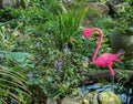 Fake pink flamingo isolated in a pond