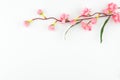 Fake pink flower branches on white background