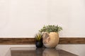 Fake plants standing on the table with reflection. Wooden planter against a wall with space for text