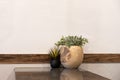 Fake plants standing on the table with reflection. Wooden planter against a wall with space for text Royalty Free Stock Photo