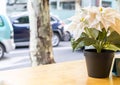 Fake plastic decorative white flower in a pot on the wooden table Royalty Free Stock Photo