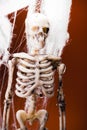 A fake skeleton in the spider`s web on an orange background. Halloween decoration, scary theme Royalty Free Stock Photo