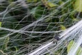 Fake small Halloween spider decoration on bush with web Royalty Free Stock Photo