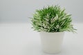 Fake small plants in plastic pot concept on the white background 