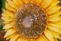 Fake sunflowers head like a nature. Designe elements. Macro. Royalty Free Stock Photo