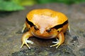 A Fake Tomato Frog Royalty Free Stock Photo