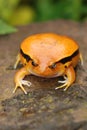 Fake Tomato Frog Royalty Free Stock Photo