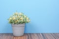 Fake trees on a wooden table and blue pastel background