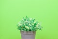 Fake trees on a wooden table and green background