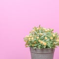 Fake trees on a wooden table and pink background