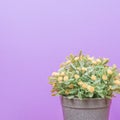 Fake trees on a wooden table and purple pastel background