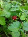 Fake wild strawberry