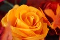 fake yellow rose closeup shot Royalty Free Stock Photo