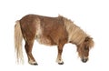 Falabella, Falabella Miniature Horse, Falabella Pony, Argentine Dwarf, Miniature Horse, Toy Horse Royalty Free Stock Photo