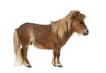 Falabella, Falabella Miniature Horse, Falabella Pony, Argentine Dwarf, Miniature Horse, Toy Horse Royalty Free Stock Photo