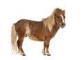 Falabella, Falabella Miniature Horse, Falabella Pony, Argentine Dwarf, Miniature Horse, Toy Horse Royalty Free Stock Photo