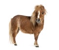 Falabella, Falabella Miniature Horse, Falabella Pony, Argentine Dwarf, Miniature Horse, Toy Horse,