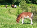 Falabella Foal mini horse grazing on a green meadow, selective f