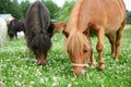 Falabella Foal mini horses grazing on a green meadow, selective