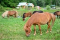 Falabella Foal mini horses grazing, selective focus, in the back