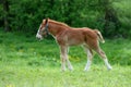 Falabella mini horse foal on meadow Royalty Free Stock Photo