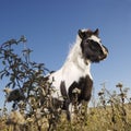 Falabella miniature horse Royalty Free Stock Photo