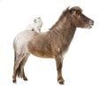 Falabella miniature horse Royalty Free Stock Photo