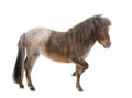 Falabella miniature horse