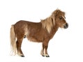 Falabella, Falabella Miniature Horse, Falabella Pony, Argentine Dwarf, Miniature Horse, Toy Horse Royalty Free Stock Photo