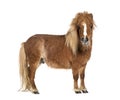 Falabella, Falabella Miniature Horse, Falabella Pony, Argentine Dwarf, Miniature Horse, Toy Horse Royalty Free Stock Photo