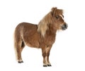 Falabella, Falabella Miniature Horse, Falabella Pony, Argentine Dwarf, Miniature Horse, Toy Horse. Royalty Free Stock Photo