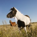 Falabella miniature horses Royalty Free Stock Photo