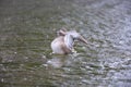 Falcated duck