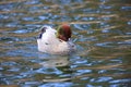Falcated duck