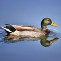 FALCATED DUCK