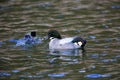 Falcated duck