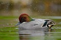 Falcated Duck or Falcated Teal, Mareca falcata, nice duck with rusty head, floating on dark green water surface. Splash water with