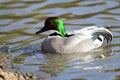 Falcated duck mareca falcata